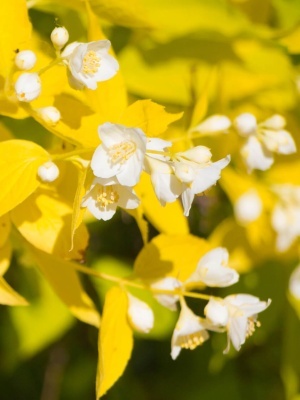 Чубушник венечный 'Aureus'