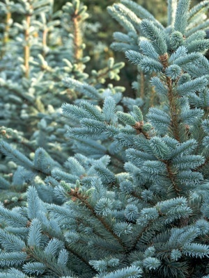 Ель колючая 'Super Blue Seedling'
