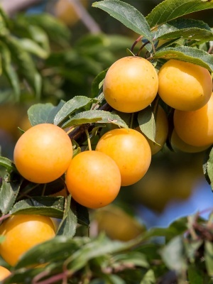 Алыча 'Иволга'