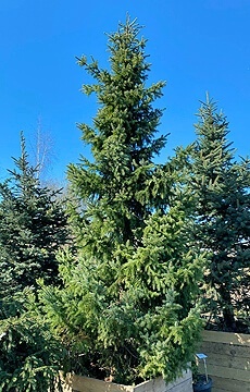 Ель сербская №08