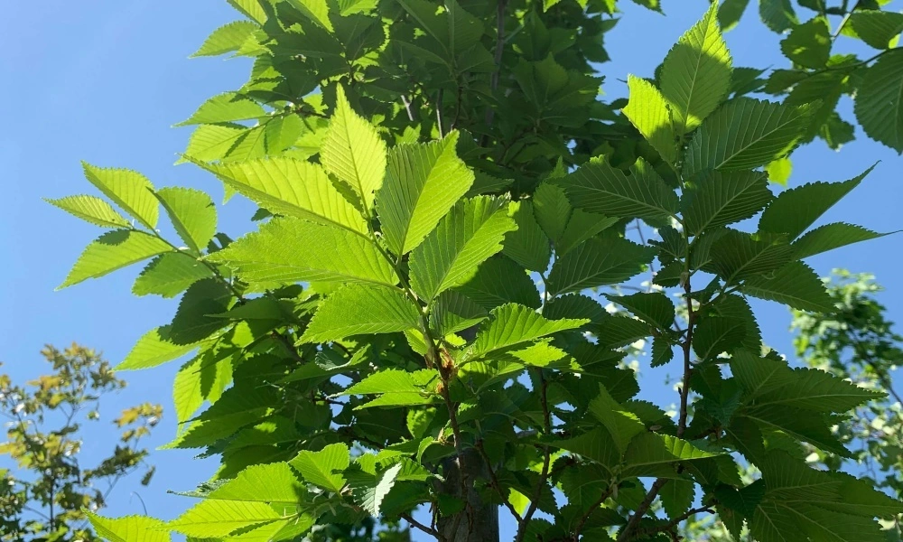 Деревья ласково. Вяз гладкий (Ulmus laevis). Вяз гладкий ареал. Цветки вяза гладкого. Вязь дерево.