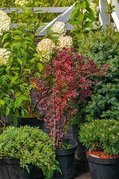 Композиция с дейцией