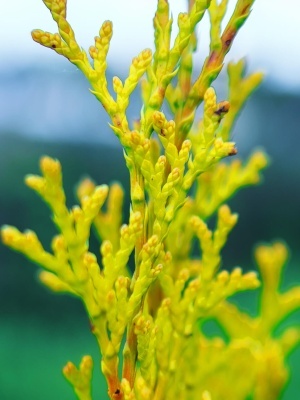 Туя западная 'Golden Smaragd'