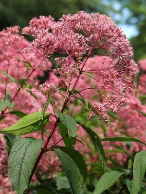 Посконник пурпурный