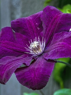Клематис гибридный 'Etoile Violette'