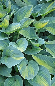 Хоста 'Guardian Angel'