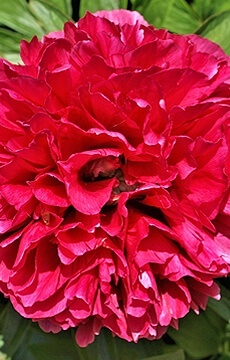 Пион древовидный 'Алая волна'