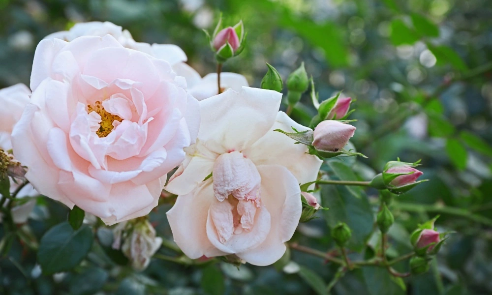 Роза морщинистая 'Schneekoppe' фото саженцев