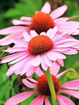 Эхинацея пурпурная