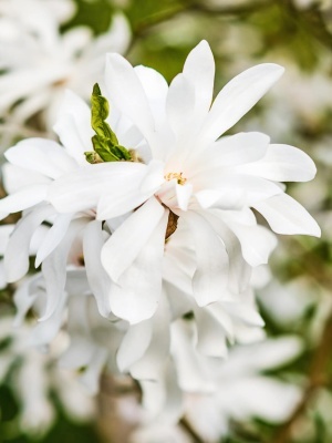 Магнолия звездчатая 'Royal Star'
