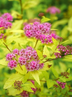 Спирея японская 'Golden Princess'