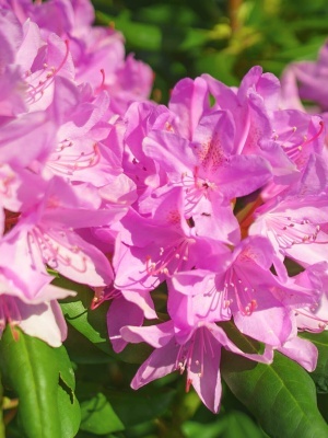 Рододендрон катевбинский 'Roseum Elegans'