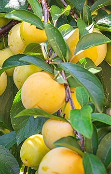 Слива 'Желтая ранняя'