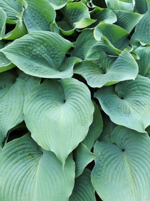 Хоста 'Hyacinthina'