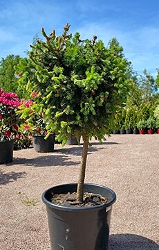 Ель обыкновенная 'Pusch'