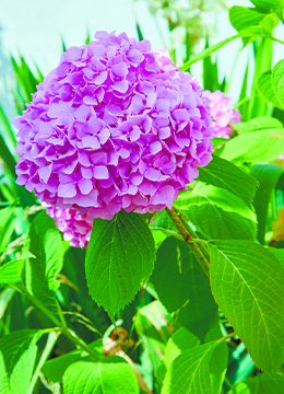 Гортензия крупнолистная 'Endless Summer Bloom Star pink'