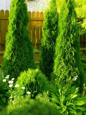 Туя западная 'Smaragd'