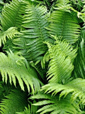 Щитовник мужской