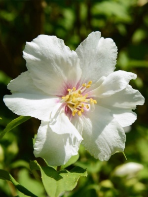 Чубушник Лемуана 'Belle Etoile'