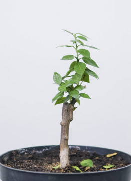 Цитрофортунелла Мандарин