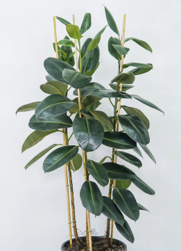 Фикус Абиджан