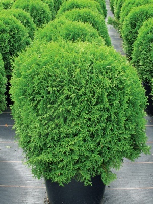 Туя западная 'Hoseri'