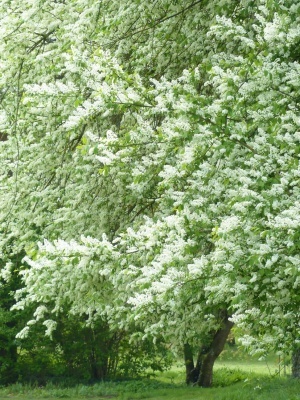 Черемуха обыкновенная