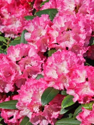 Рододендрон якушиманский 'Fantastica'