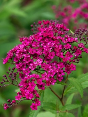 Спирея японская 'Dart's Red'