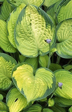 Хоста 'Brother Stefan'