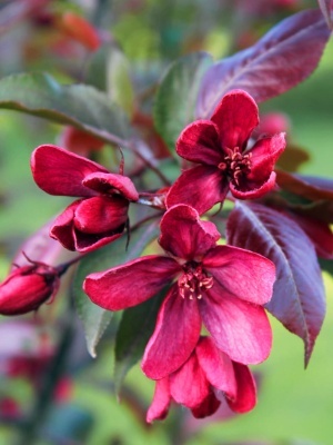 Яблоня декоративная 'Royalty'