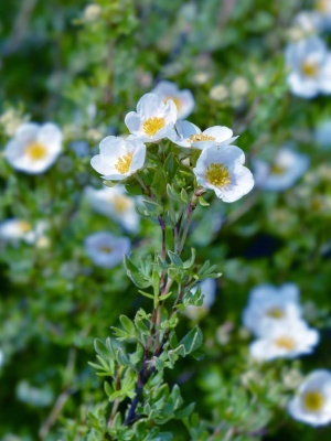 Лапчатка кустарниковая 'Manchu'