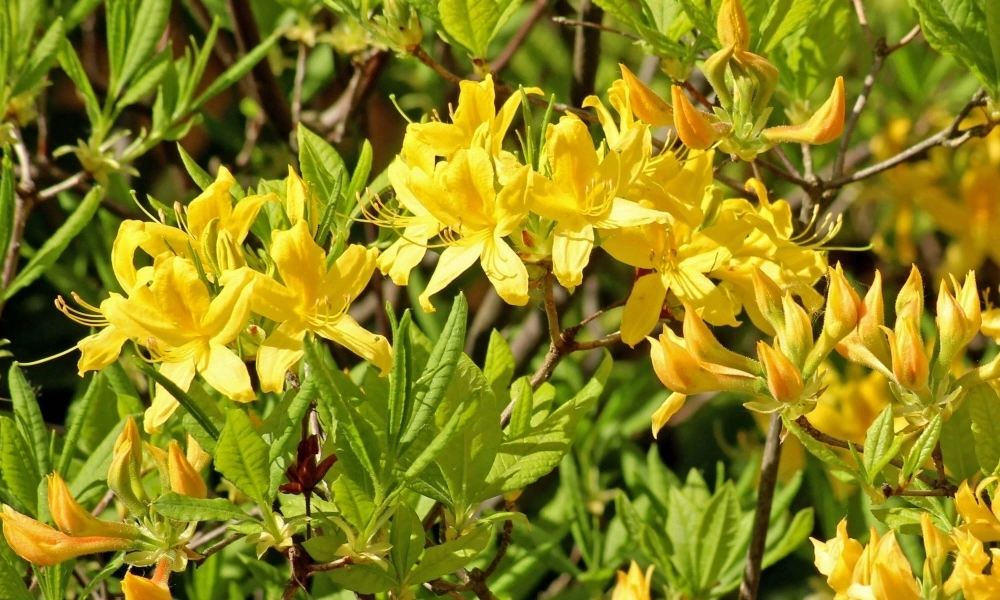 Рододендрон желтый фото саженцев
