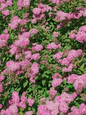 Спирея японская