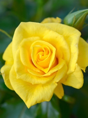 Роза флорибунда 'Friesia'