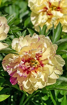 Пион Ито-гибрид 'Lollipop'