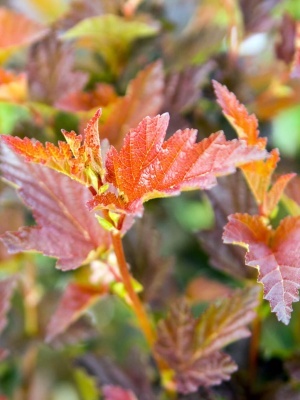 Пузыреплодник калинолистный 'Summer Wine'