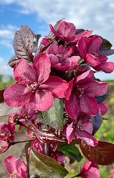 Яблоня декоративная 'Helena'