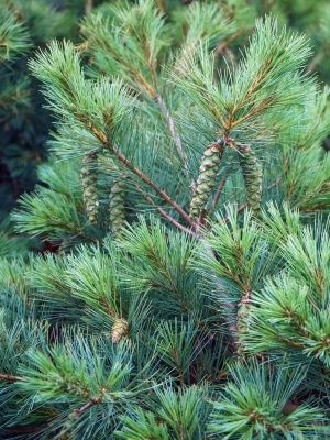 Сосна Веймутова 'Blue Shag'