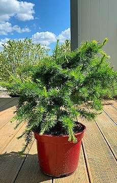 Лиственница европейская 'Little Bogle'