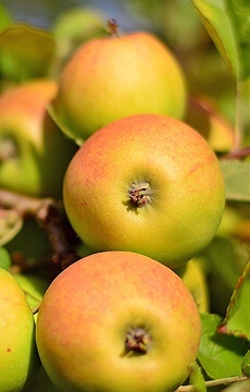 Яблоня 'Антей'