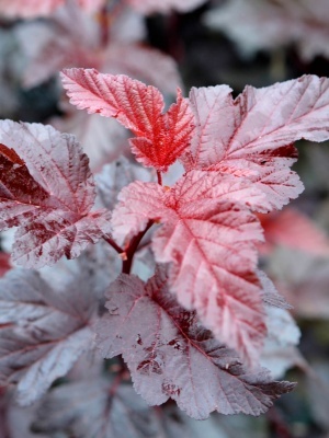 Пузыреплодник калинолистный 'Lady in Red'