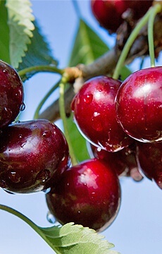 Черешня 'Сюбаровская'