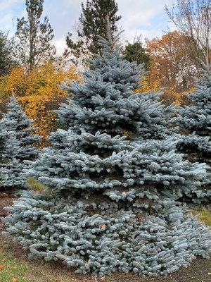 Ель колючая 'Montgomery'