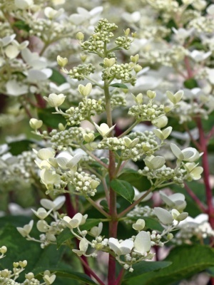 Гортензия метельчатая 'Unique'