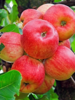 Яблоня 'Мантет'