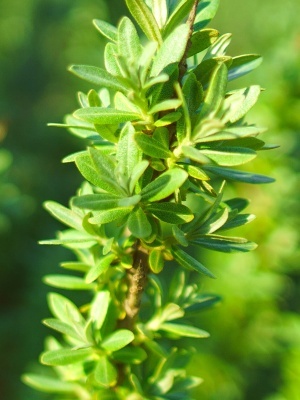 Облепиха крушиновидная 'Hikul'