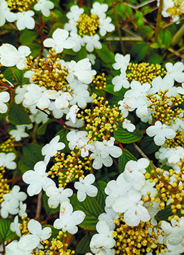 Калина складчатая 'Summer Snowflake'