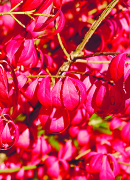 Бересклет крылатый 'Chicago Fire'