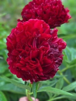 Пион травянистый 'Red Grace'